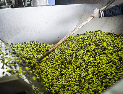 Freshly harvested green olives entering the olive mill for extra virgin olive oil production